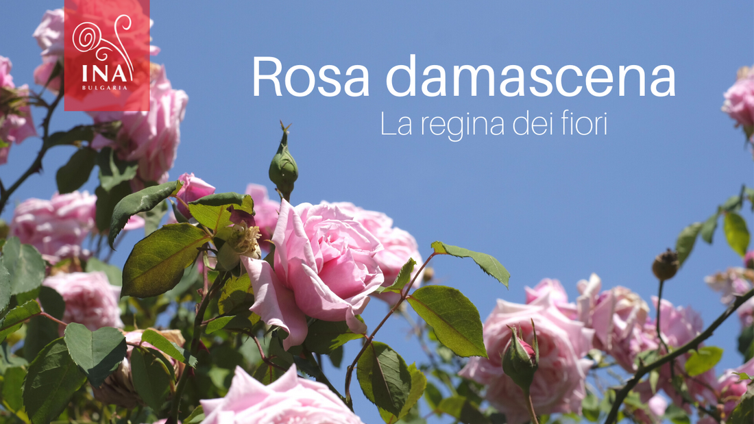 Questo è il motivo per cui desideri ORO liquido nei tuoi prodotti per la cura dei capelli della pelle: La regina dei fiori di InaEssentials