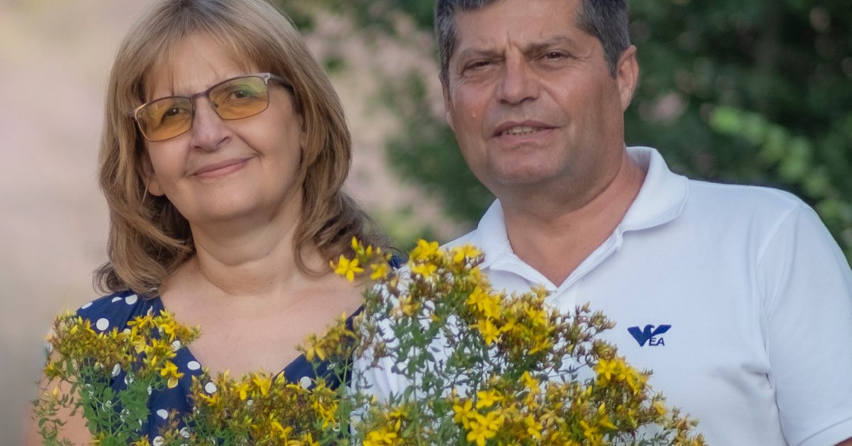 Iperico Hypericum perforatum raccolto dalla famiglia Ralchevi