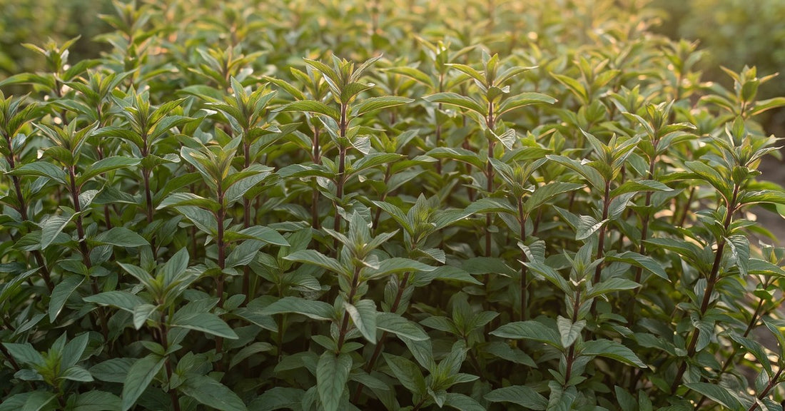 Menta piperita Mentha piperita e Acqua di Menta Piperita Bio Hydrolina