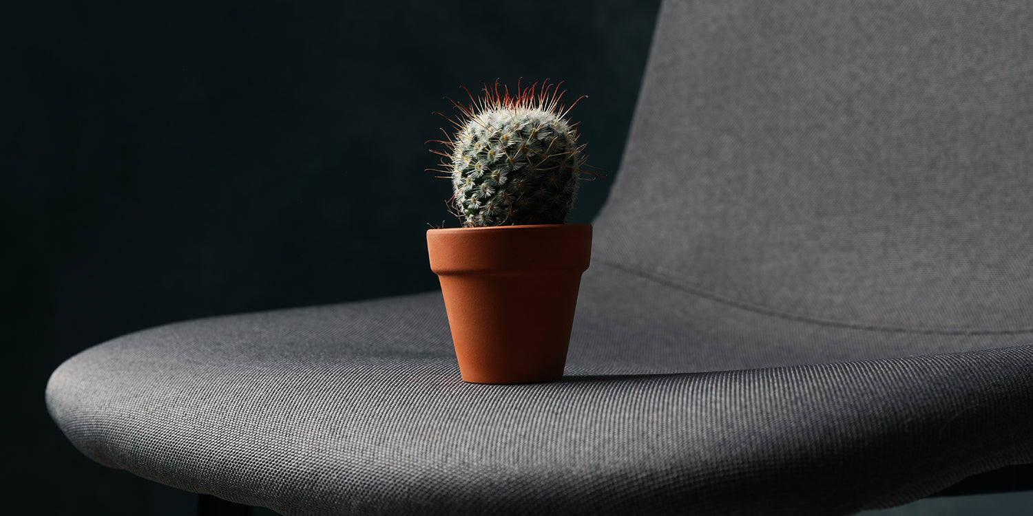 Emorroidi - tutto quello che dovete sapere - poltrona con cactus