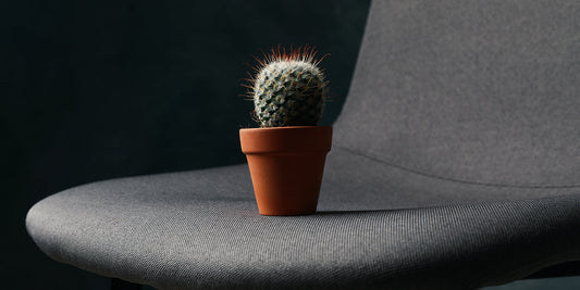 Emorroidi - tutto quello che dovete sapere - poltrona con cactus